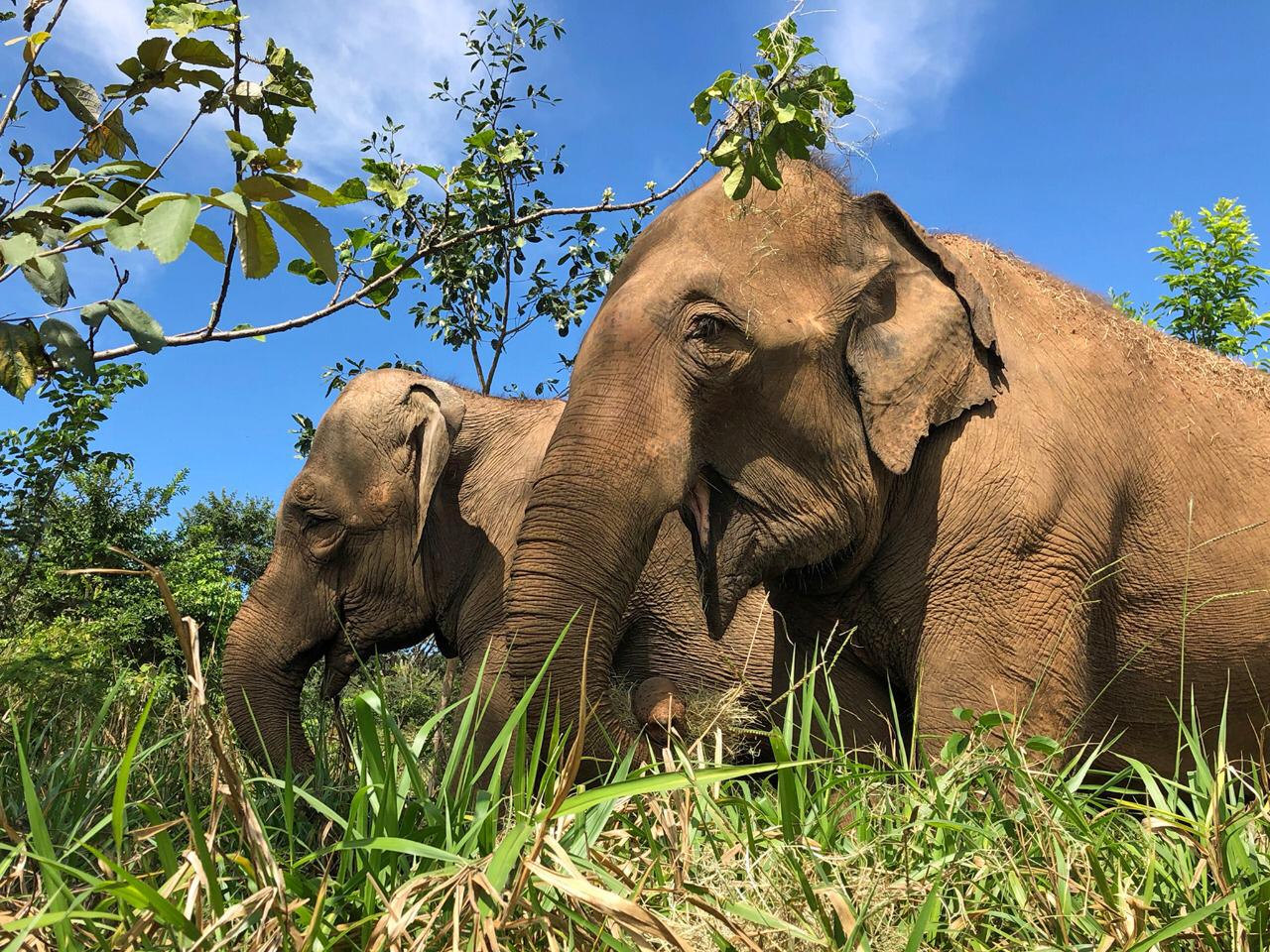 Foto/Divulgação: Equipe Santuário de Elefantes Brasil 