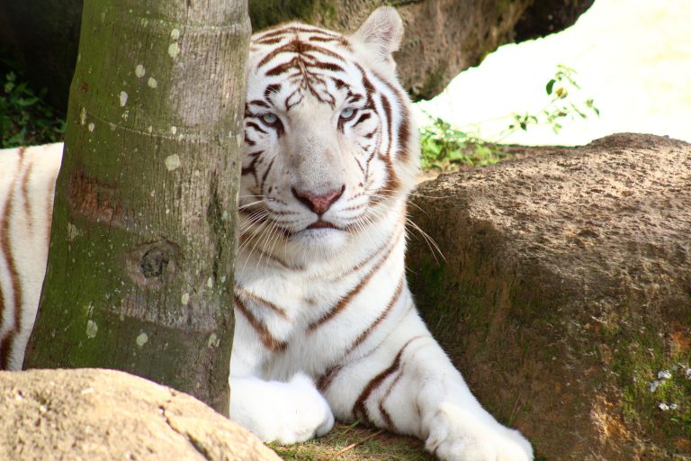 Tigre branco, morador mais cobiçado do zoológico do parque