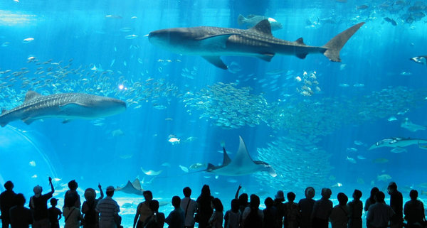 Oceanic Aquarium 