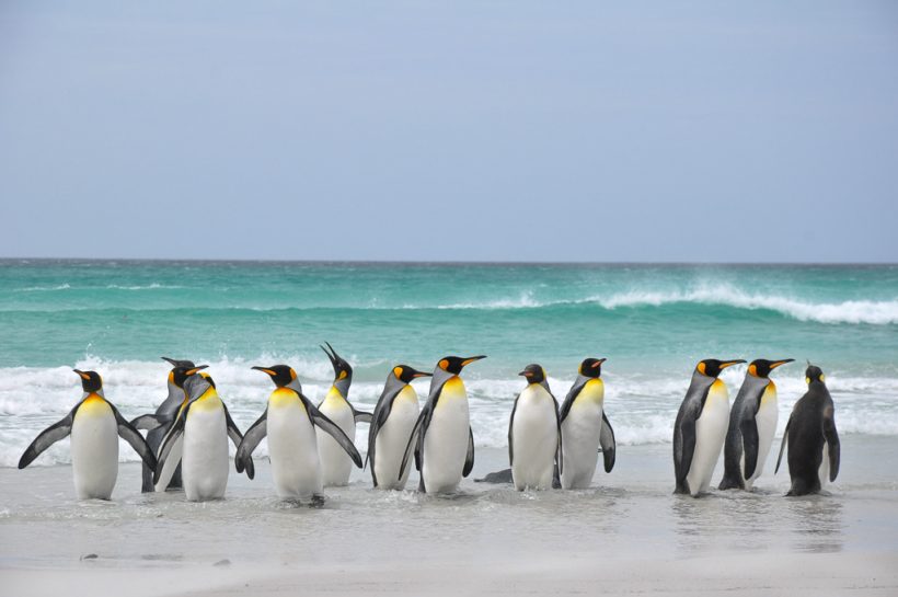 Ilhas de Falkland