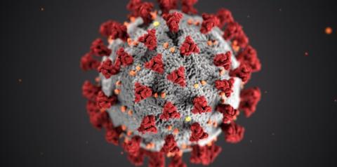 Cientistas americanos descobrem anticorpo capaz de neutralizar variantes do coronavírus