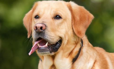 Após treinamento, cães identificam coronavírus pela urina das pessoas