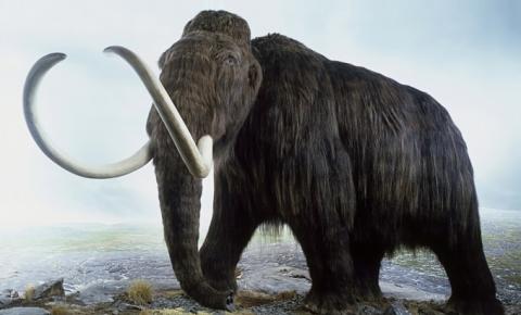 Empresa pretende trazer mamutes de volta à vida