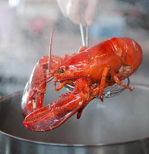 Estudo aponta que lagostas e caranguejos sentem dor e não devem ser cozidos vivos